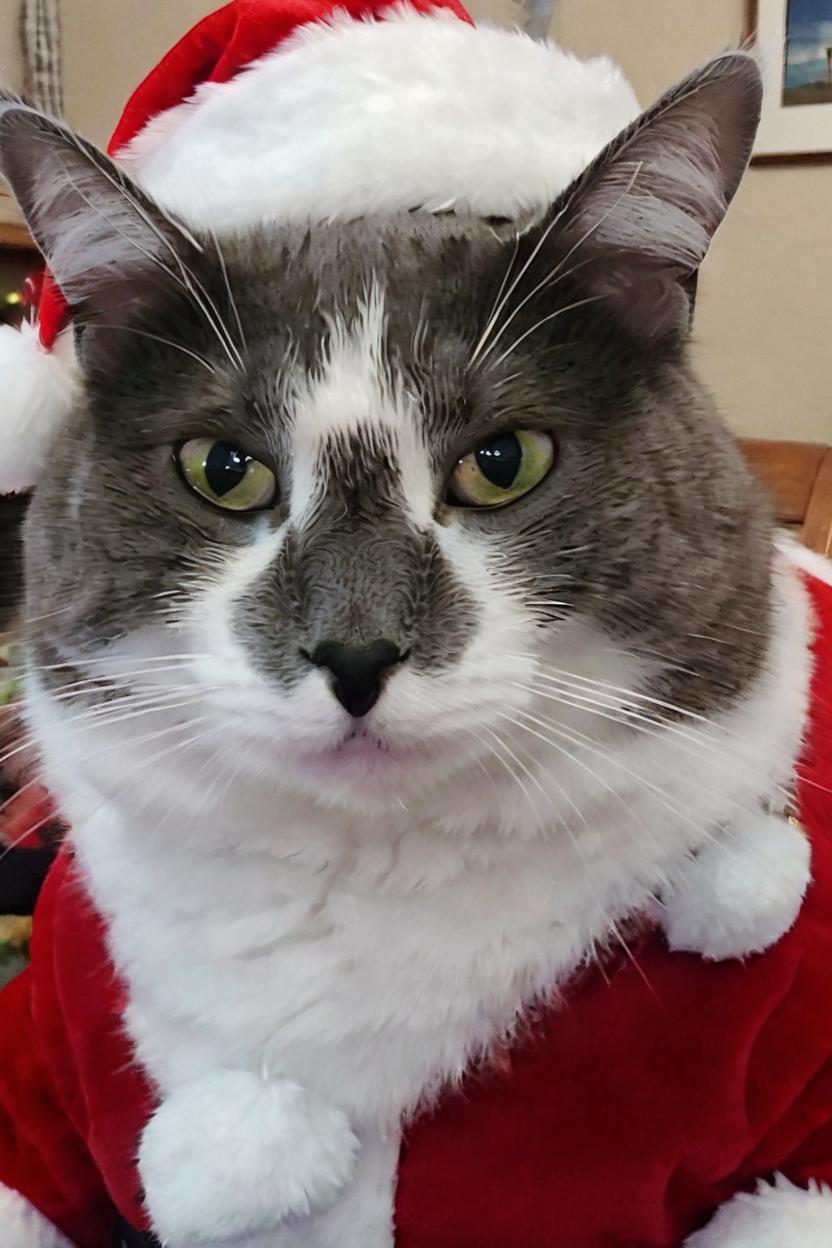Artificial Intelligence (AI) generated image art, cat, as Santa Claus